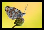 ...Melitaea...