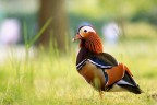 Anatra Mandarino Anatra Mandarino