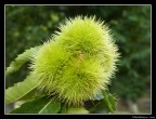 Ricci di castagne...