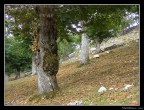 Alberi diversi... Alberi diversi...