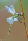 ...Sympetrum fonscolombii ...Sympetrum fonscolombii
