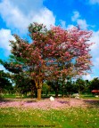 Primavera Primavera