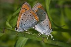 La copia perfetta "Lycaena dispar"