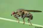 Scatophaga stercoraria Scatophaga stercoraria