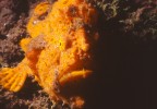 Pesce Rana Pesce Rana