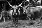 Vacche Maremmane Vacche Maremmane
