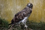 rapace rapace
