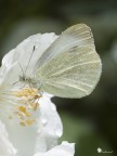 Pieris Brassicae