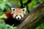 Panda minore Panda minore