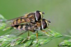 Eupeodes luniger in accoppiamento Eupeodes luniger in accoppiamento
