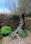 L'albero della vita L'albero della vita
