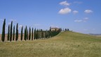 cipressi toscani cipressi toscani