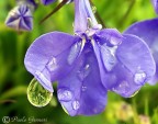 anche i fiori piangono anche i fiori piangono