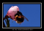 Secondo me non mi vede nessuno Secondo me non mi vede nessuno