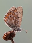 Licenide