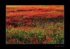 Mille papaveri rossi