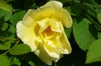 yellow yellow