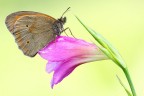 Maniola jurtina su fiore Maniola jurtina su fiore