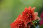 Rosso verde... Rosso verde...