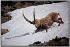 Stambecco PNGP # 1 - Giocando sulla Neve Stambecco PNGP # 1 - Giocando sulla Neve