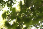 Botanika 1 - Ginko Biloba spappolato Botanika 1 - Ginko Biloba spappolato