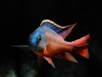 Protomelas taeniolatus Namalenje is. Protomelas taeniolatus Namalenje is.