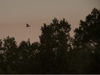 in volo in volo
