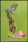 Fiore di licenide Fiore di licenide