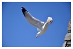 volo libero volo libero