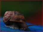 Chiocciola Chiocciola
