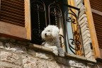 Affacciati alla finestra bello mio Affacciati alla finestra bello mio