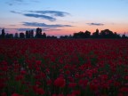 Papaveri all'imbrunire