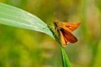 Ochlodes venatus Ochlodes venatus