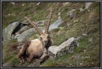 Stambecco PNGP # 3