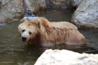 Teddy Bear Teddy Bear