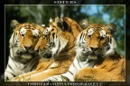 sisters sisters