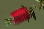 callistemon citrinus