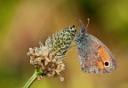 Coenonympha pamphilus Coenonympha pamphilus