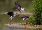 Cavalierte d'Italia (Himantopus himantopus) Cavalierte d'Italia (Himantopus himantopus)
