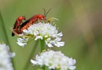 Qualcuno sa dirmi di che specie si tratta? Qualcuno sa dirmi di che specie si tratta?