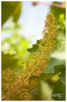 Grappolo d'uva fiorito Grappolo d'uva fiorito