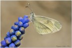 Leptidea sinapis Leptidea sinapis