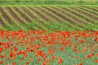 Papaveri e .........