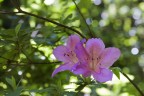 due fiori due fiori