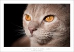 Cat Eyes Cat Eyes