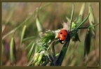 Coccinella