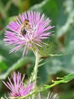 Macro honeybee Macro honeybee