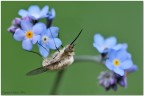 Bombilio e myosotis