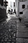 miao miao