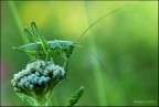Il verde Cavaliere Il verde Cavaliere